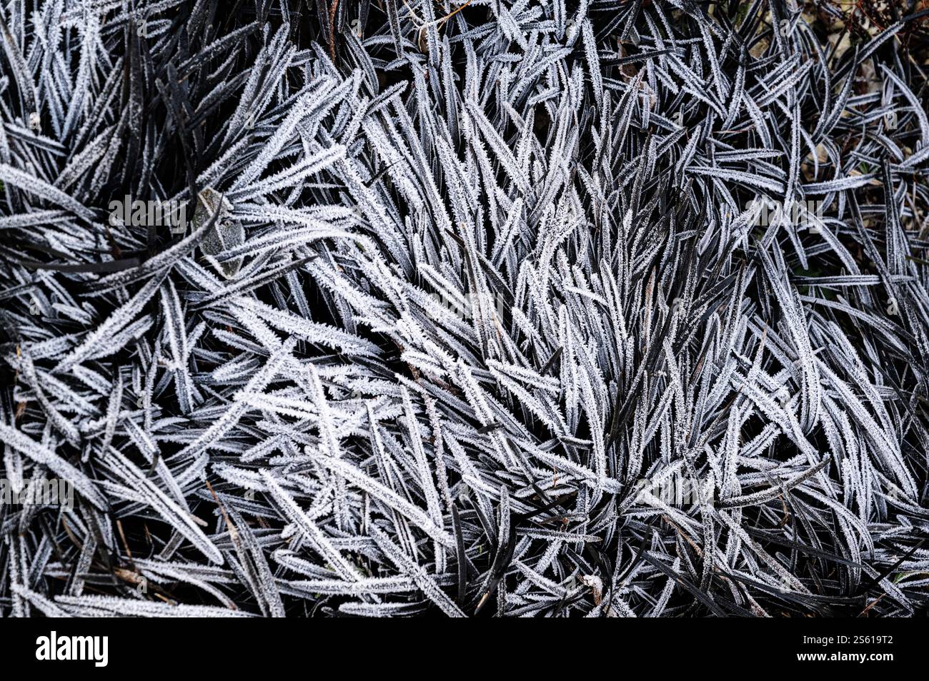 Ophiopogon, planiscapus, nigrescens, lilyturf. Bracelet noir comme des feuilles recouvertes d'un gel blanc décoratif, lourd. Banque D'Images