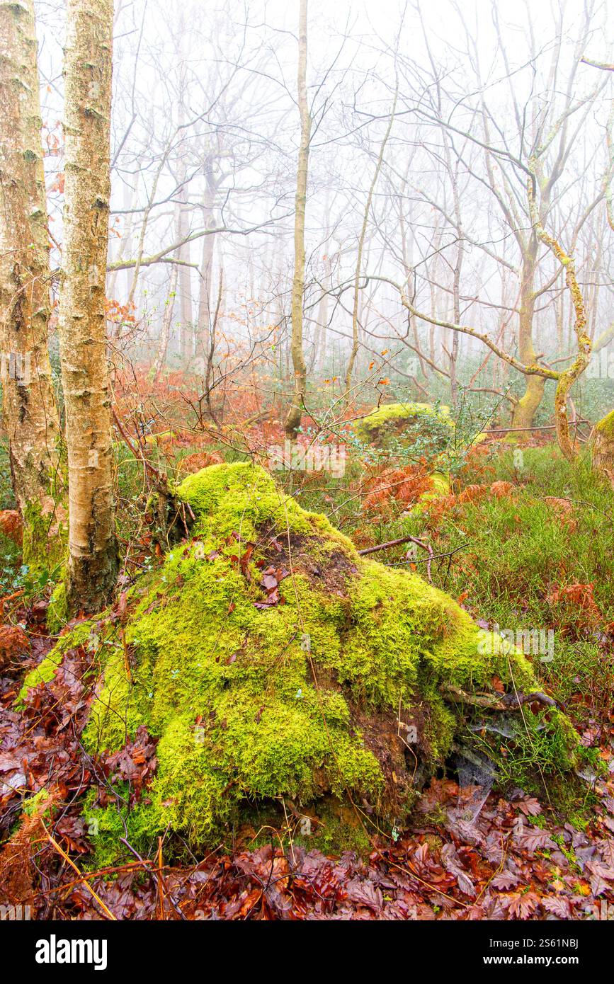 Feuilles, saumons et mousse lors d'une journée d'hiver brumeuse dans les bois du Kent, en Angleterre Banque D'Images