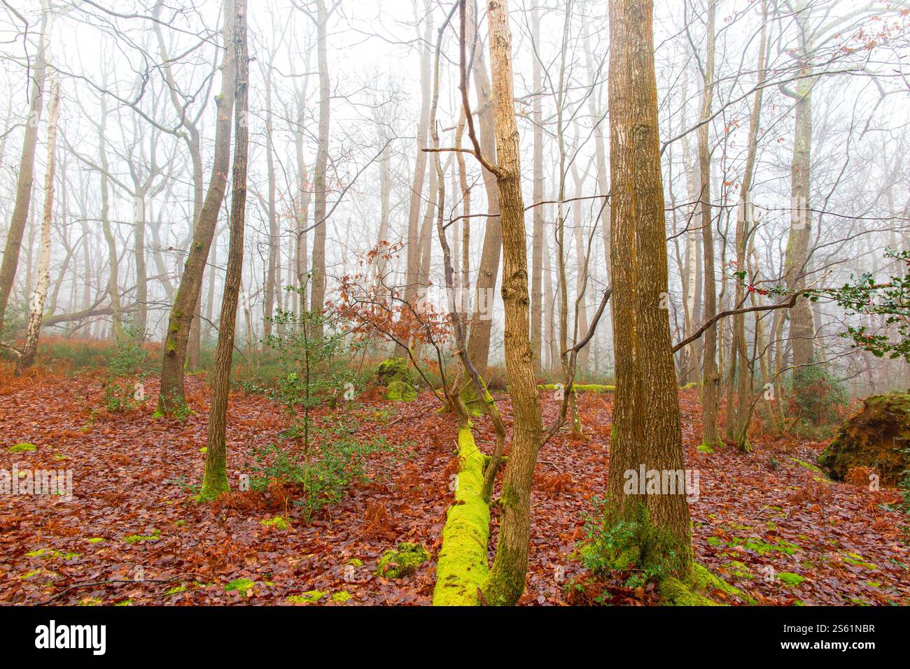 Un arbre mort, des feuilles, du saumon et de la mousse un jour d'hiver brumeux dans les bois du Kent, en Angleterre Banque D'Images