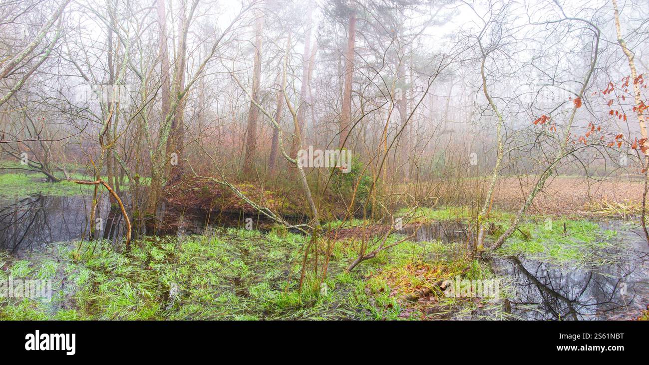 La nature récupère un étang dans certains bois du Kent, en Angleterre Banque D'Images