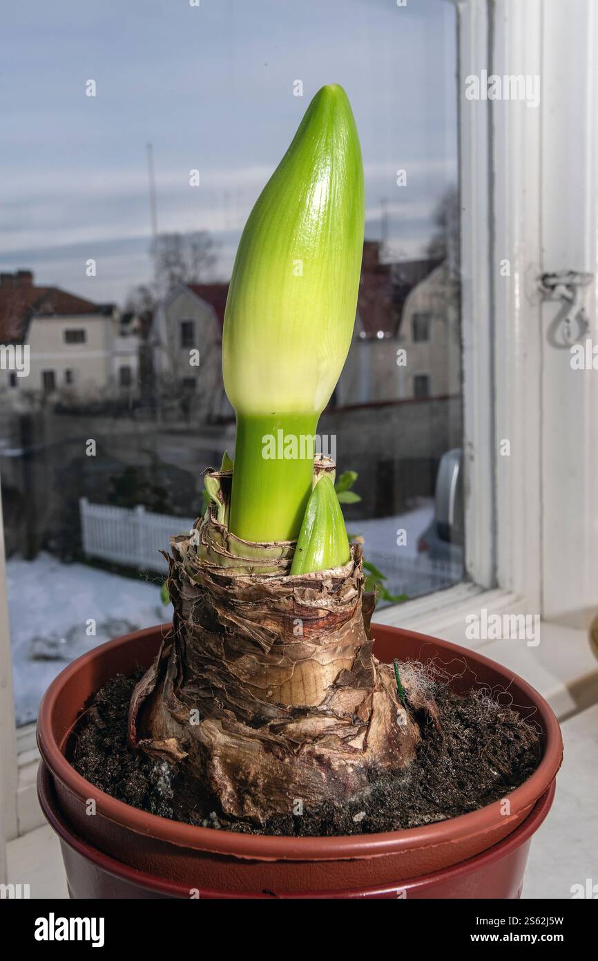 Bulle d'amaryllis. Macro-plan d'une plante émergente d'amaryllis minerva. Banque D'Images