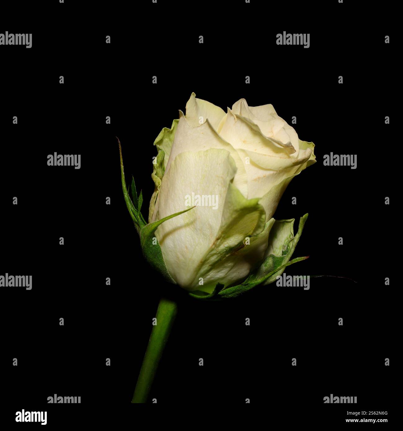 Gros plan : nature morte d'une rose jaune pâle unique sur une tige. Fleur coupée, fond noir, cadre carré. Banque D'Images Gros plan : nature morte d'une rose jaune pâle unique sur une tige. Fleur coupée, fond noir, cadre carré. Banque D'Images