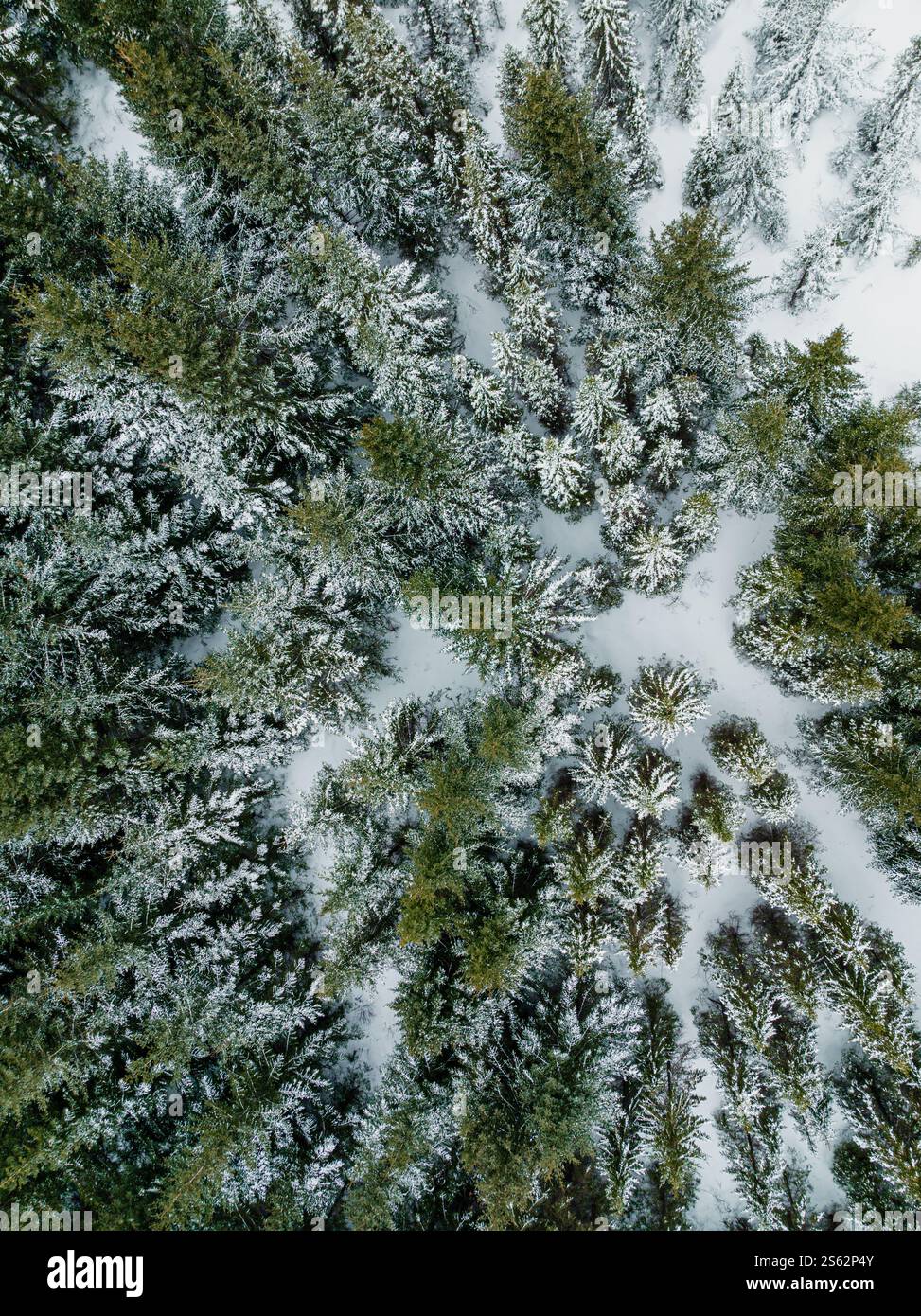 Vue aérienne de la forêt à feuilles persistantes enneigées dans le sud de l'Islande pendant l'hiver. Banque D'Images