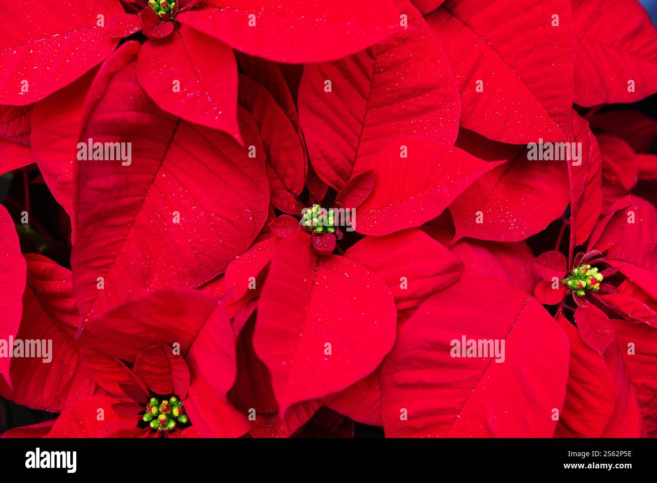 Gros plan de fleurs de Noël poinsettia rouges. Fleurs rouges poinsettia fond d'étoile de Noël. Fleurs de fête d'hiver traditionnelles de Noël. Banque D'Images