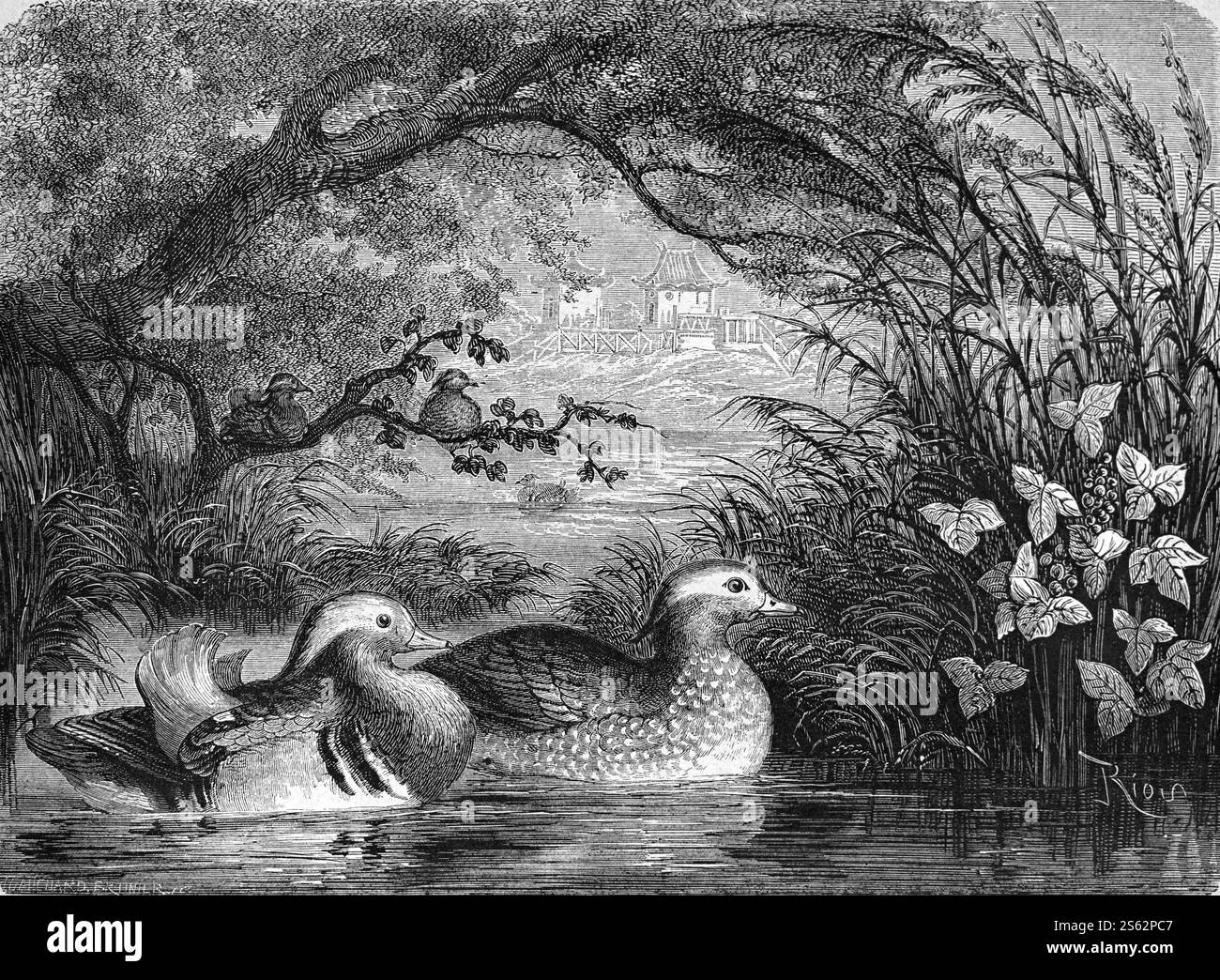 Paire ou couple de mâles (l) et femelles ((R) Mandarin Ducks, Aix galericulata. Gravure vintage ou historique ou illustration 1864 Banque D'Images