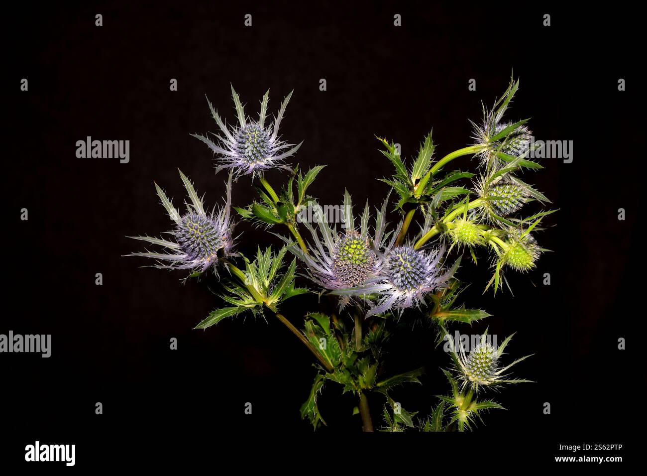 Gros plan : groupe d'eryngiums, également connu sous le nom de houx de mer. Petites fleurs de lilas avec des feuilles vertes épineuses. Banque D'Images