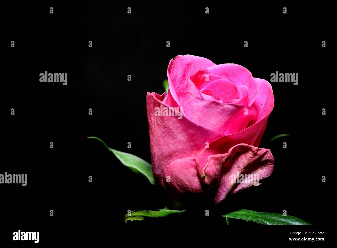 Gros plan : nature morte d'une rose rose rose foncé sur une tige. Fleur coupée, fond noir. Banque D'Images