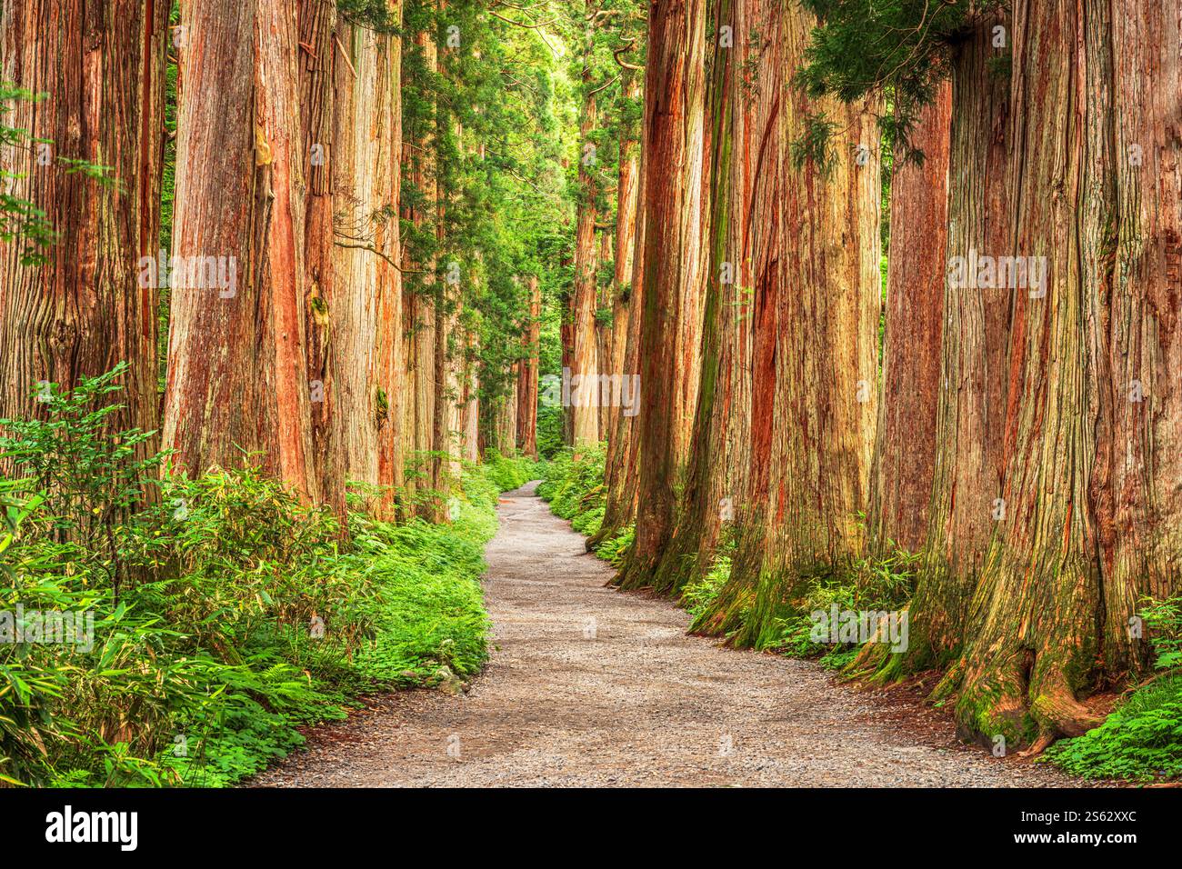Sanctuaire de Togakushi à Nagano, Japon avec le chemin bordé de cèdres. Banque D'Images