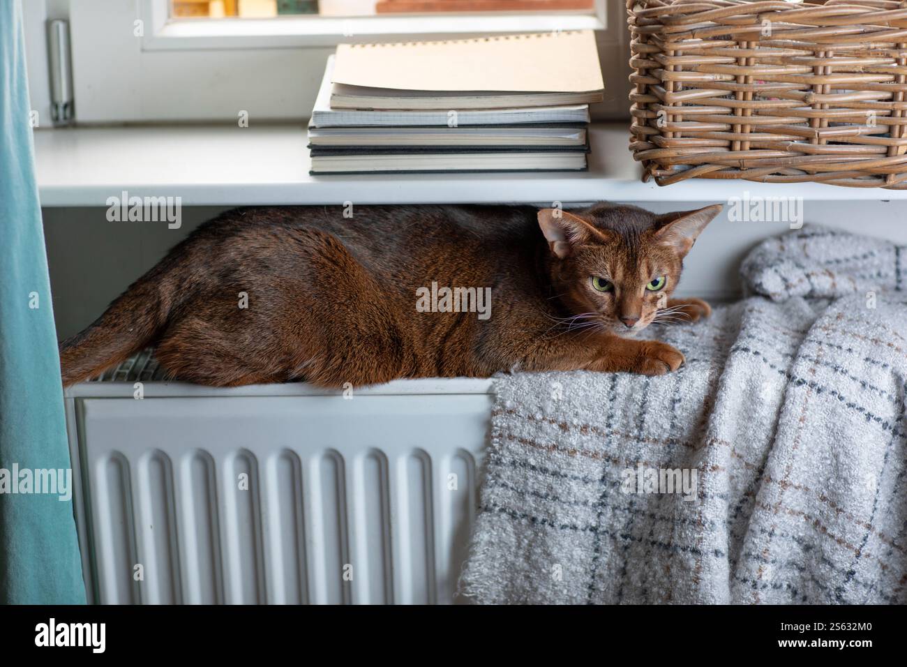 Un chat abyssinien assis sur un rebord de fenêtre à côté d'un radiateur, symbolise la chaleur, le confort et l'économie d'énergie dans un cadre domestique. Banque D'Images