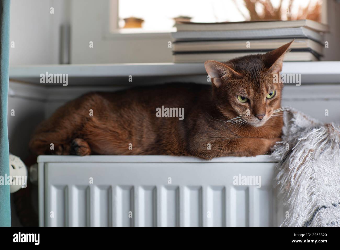 Un chat abyssinien assis sur un rebord de fenêtre à côté d'un radiateur, symbolise la chaleur, le confort et l'économie d'énergie dans un cadre domestique. Banque D'Images