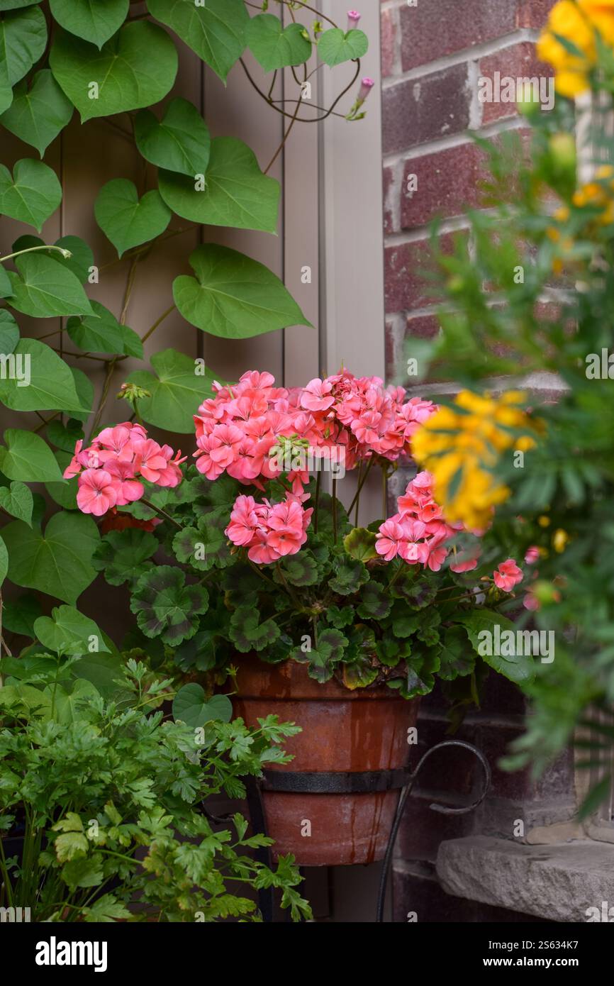 Couleur corail Géranium Pelargonium fleur en teracotta rustique pot fleurissant sur un jardin balcon entouré de plantes vertes Banque D'Images