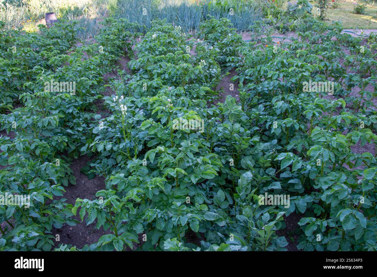 Champ de pommes de terre avec des lits de fleurs de buissons de pommes de terre en gros plan Banque D'Images