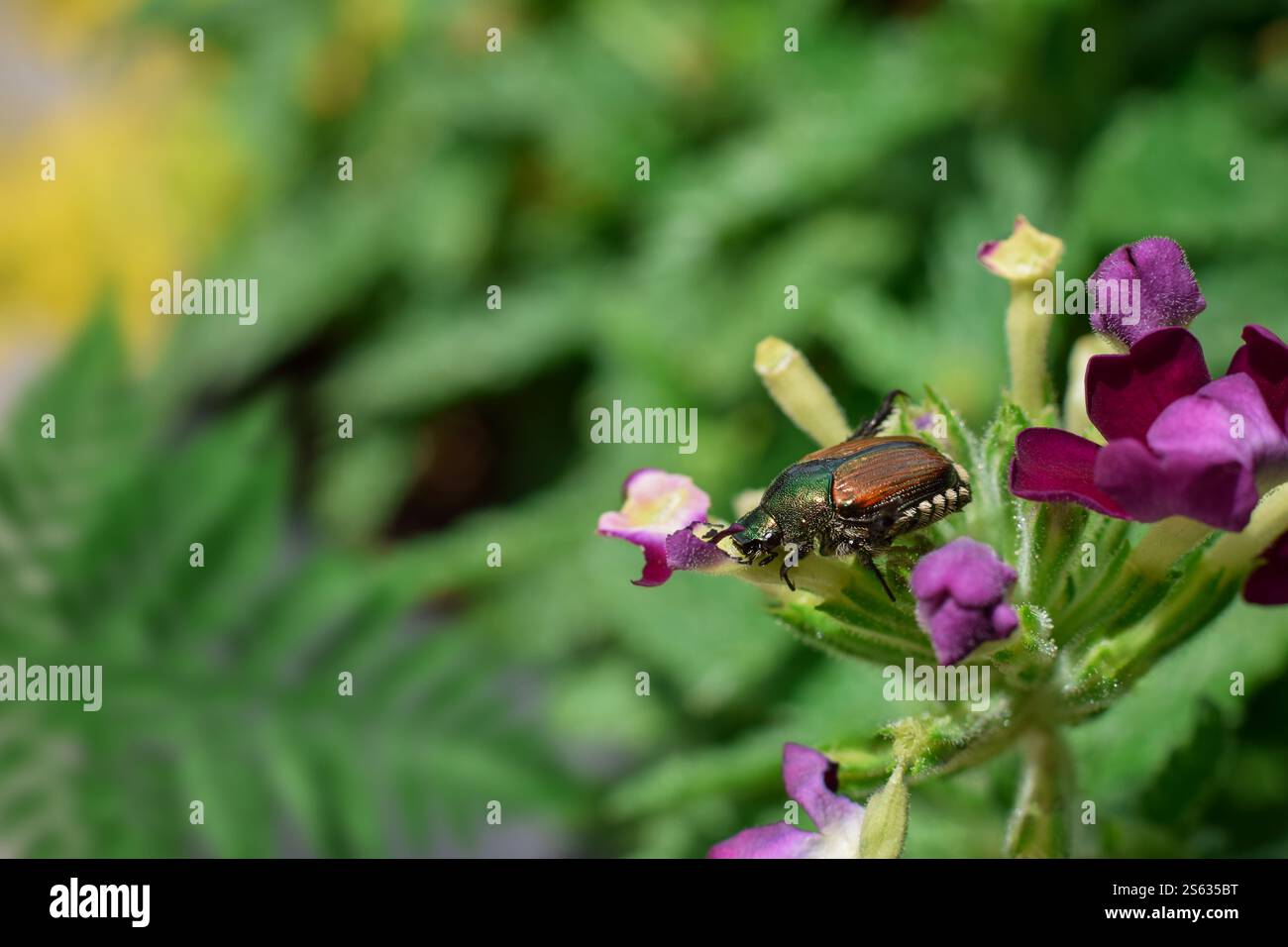 Coléoptère japonais assis sur la fleur de verveine dans un jardin Banque D'Images