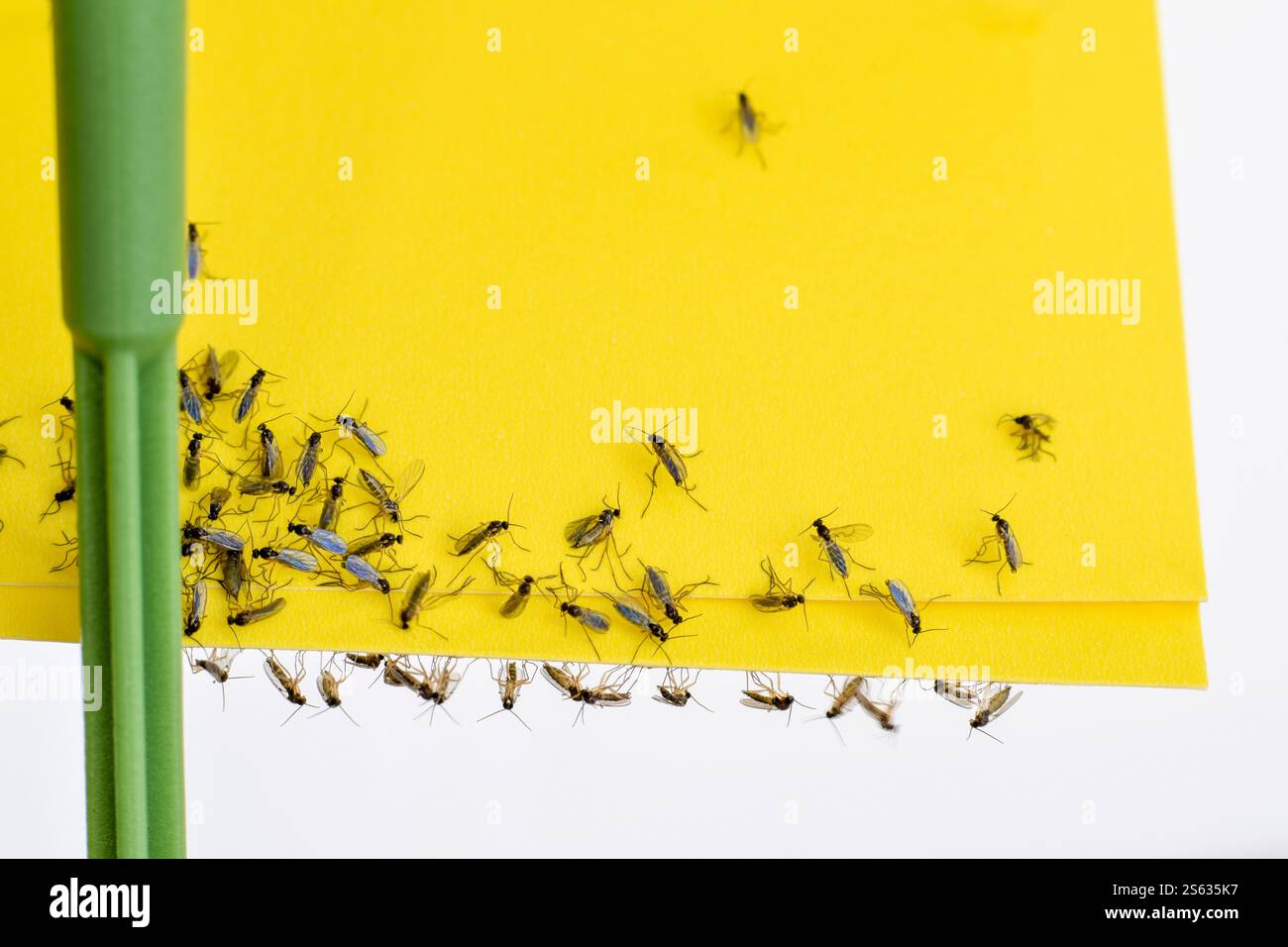 Papier collant jaune avec mouches de champignon piégées en gros plan Banque D'Images