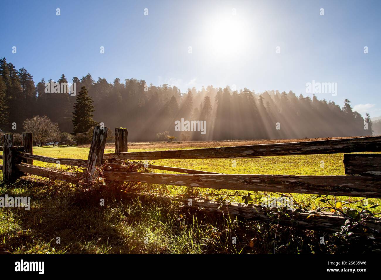 La lumière du soleil filtre à travers de grands arbres, projetant une lueur chaude sur un champ paisible. La clôture en bois ajoute du charme à ce cadre rural idyllique Banque D'Images