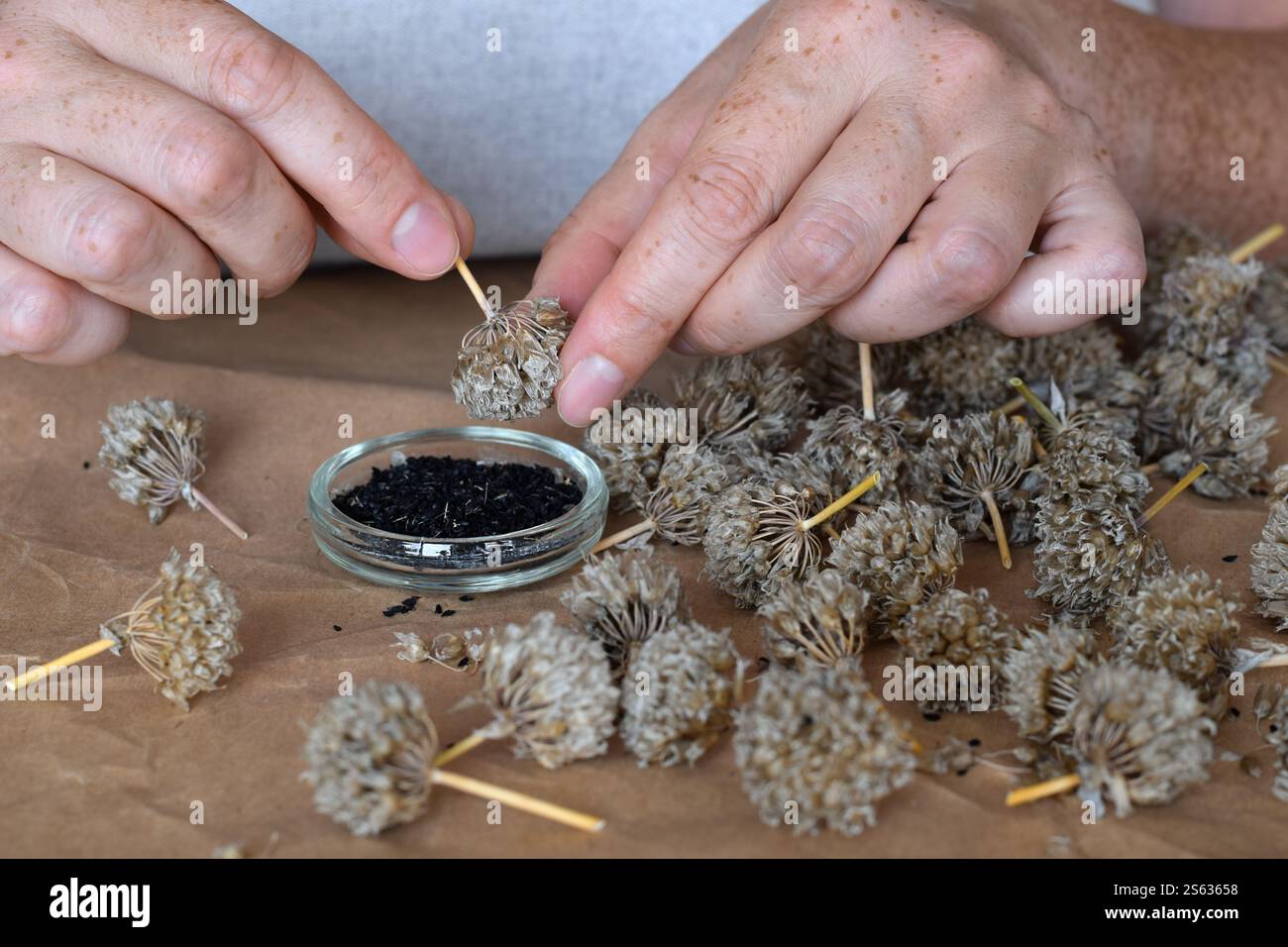 Gros plan sur les mains d'une femme collectant des graines de fleurs de ciboulette sèches Banque D'Images