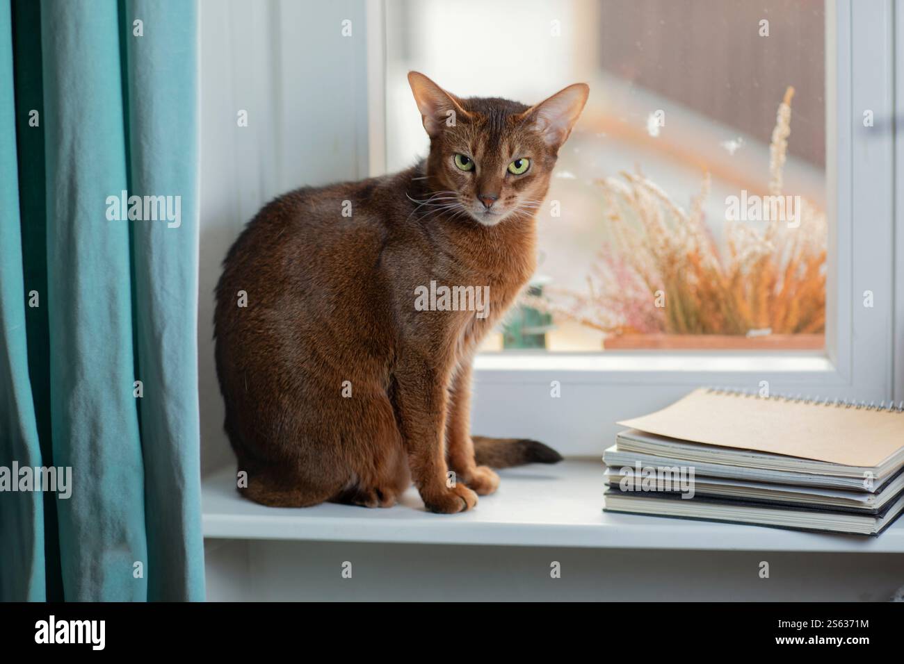 Un chat abyssinien assis sur un rebord de fenêtre à côté d'un radiateur, symbolise la chaleur, le confort et l'économie d'énergie dans un cadre domestique. Banque D'Images
