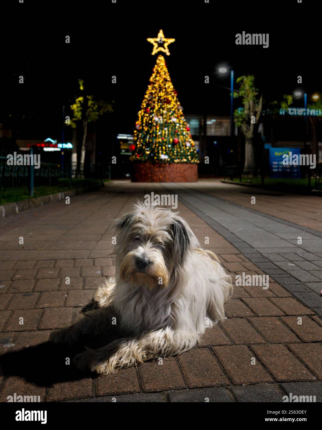 Chien de rue dans le parc Équateur à Noël Banque D'Images