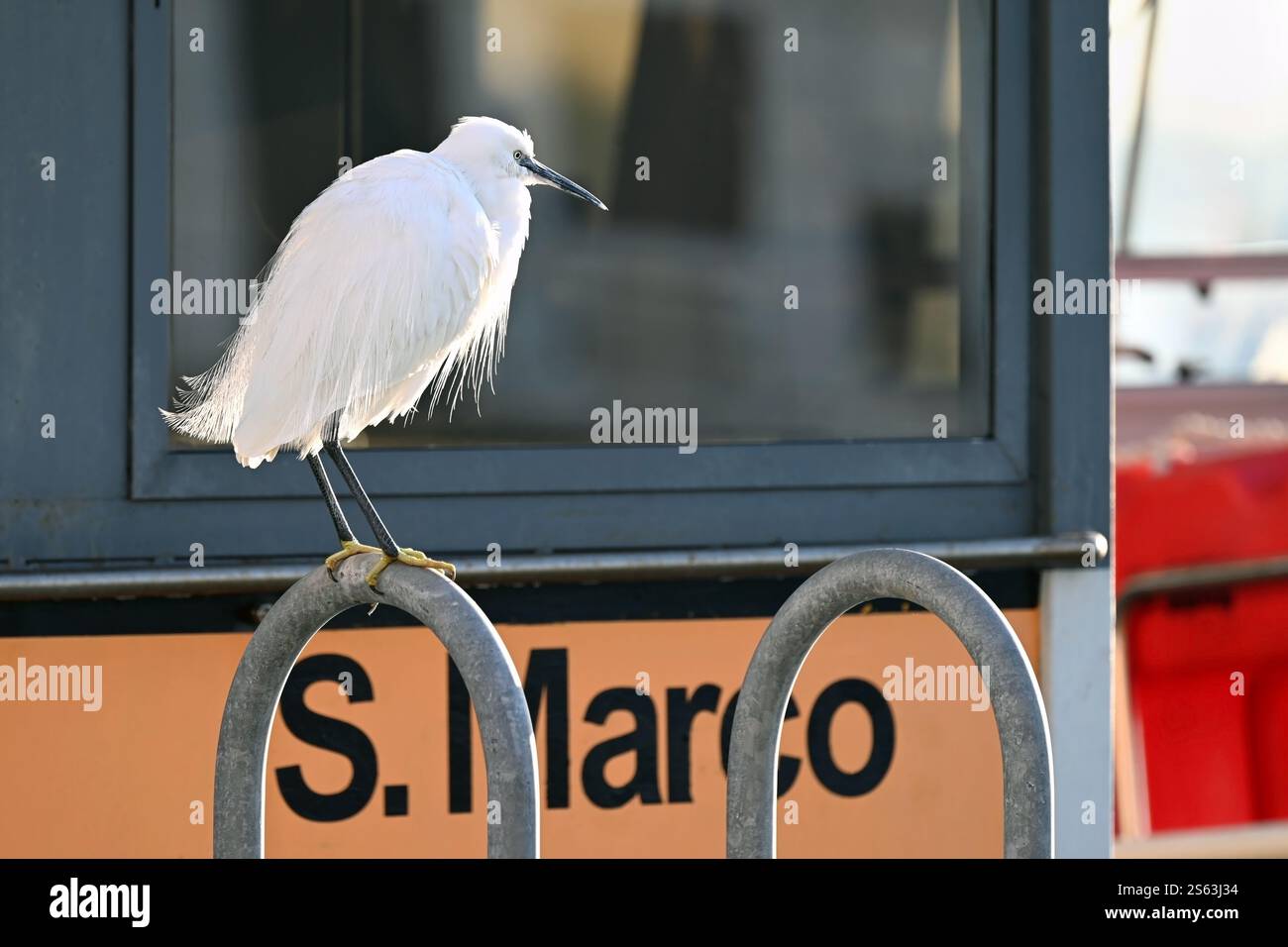 Aigrette blanche perchée contre le panneau de vaporetto San Marco et la fenêtre à Venise, Italie, en hiver Banque D'Images