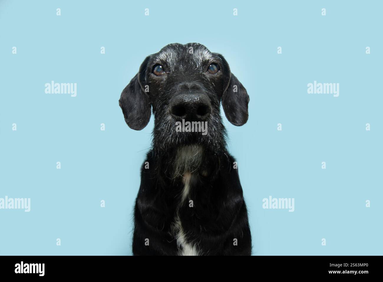 Portrait chien noir senior regardant la caméra. Isolé sur backgorund pastel bleu Banque D'Images