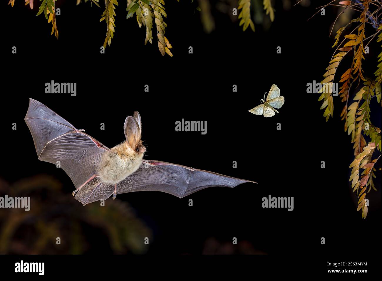 Chauve-souris brune à longues oreilles (Plecotus auritus) volant et essayant d'attraper des mites dans les airs en milieu forestier. Faune scène de la nature en Europe. Banque D'Images