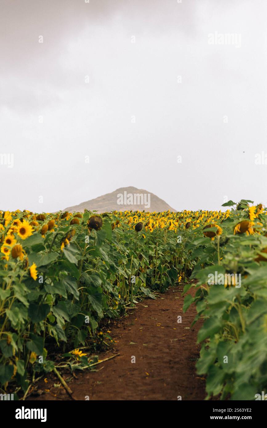 Champ de tournesol à North Berwick en Écosse Banque D'Images