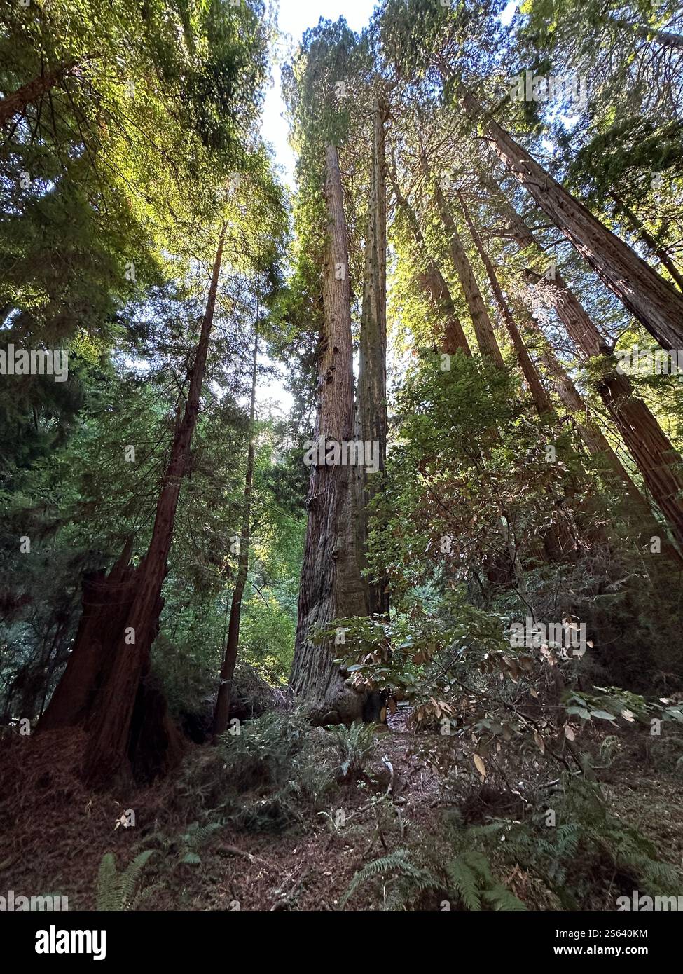 Arbres Muir Woods Banque D'Images