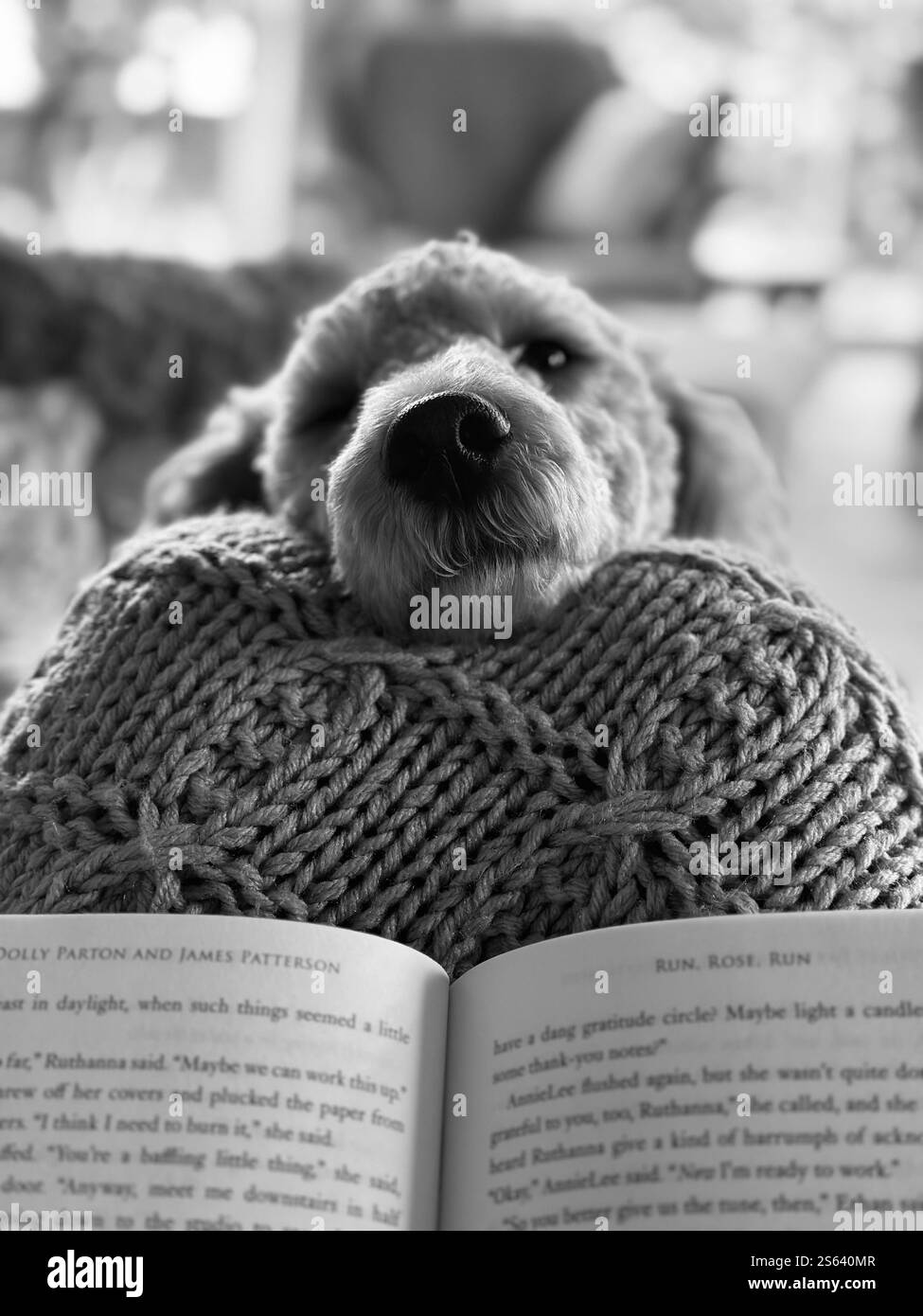 Lire avec un chien dans le besoin Banque D'Images