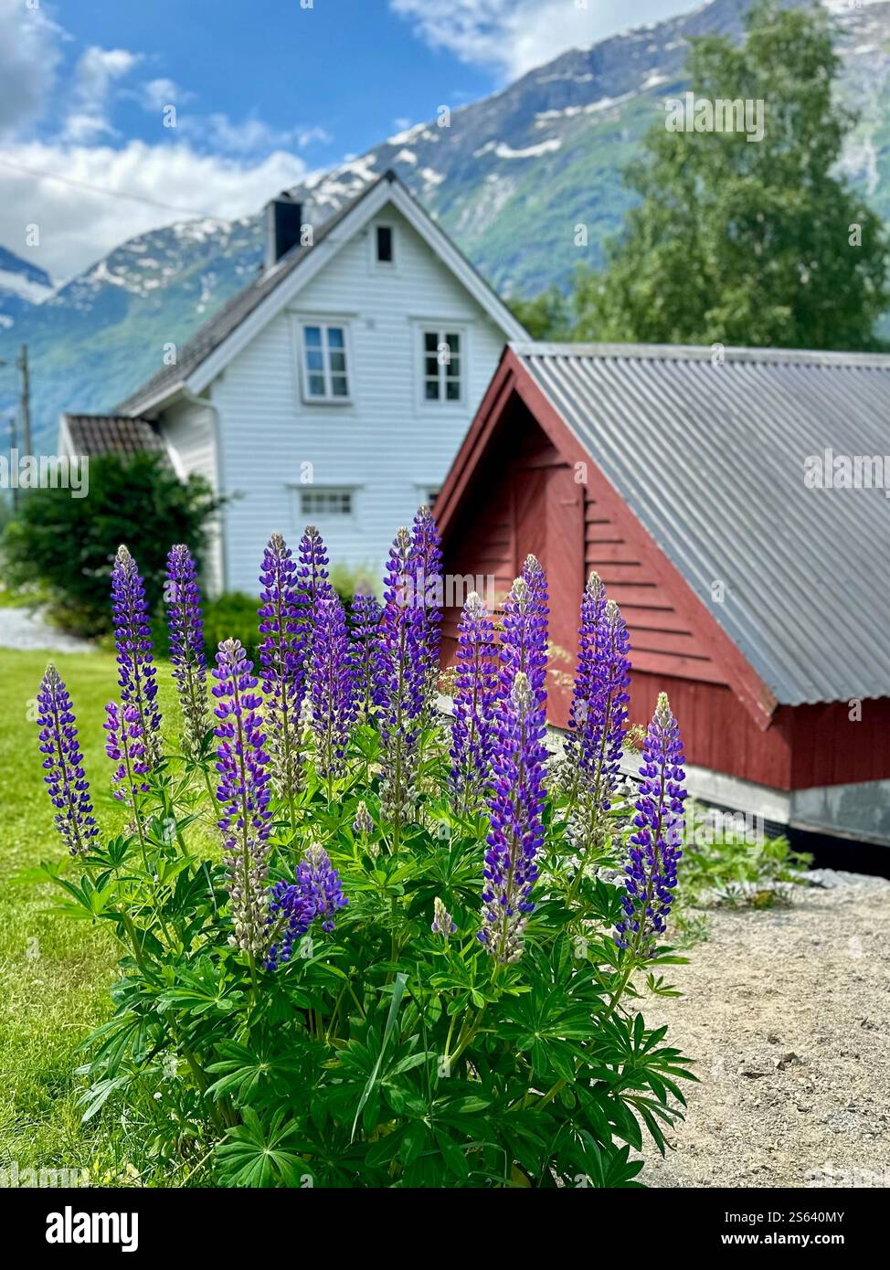 Vue d'été sur la montagne en Norvège - Image de stock capturée avec un smartphone