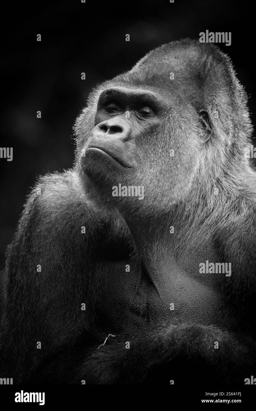 Portrait en noir et blanc d'un gorille des basses terres de l'Ouest avec une expression réfléchie. Idéal pour les thèmes de la faune, de l'art et de la conservation. Banque D'Images Portrait en noir et blanc d'un gorille des basses terres de l'Ouest avec une expression réfléchie. Idéal pour les thèmes de la faune, de l'art et de la conservation. Banque D'Images