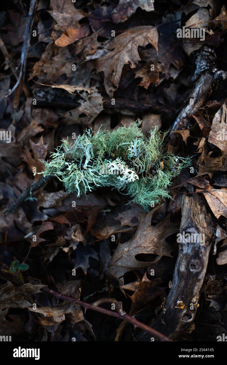 Lichen vert vif sur un bâton sur un sol forestier avec des feuilles brunes mortes. Banque D'Images