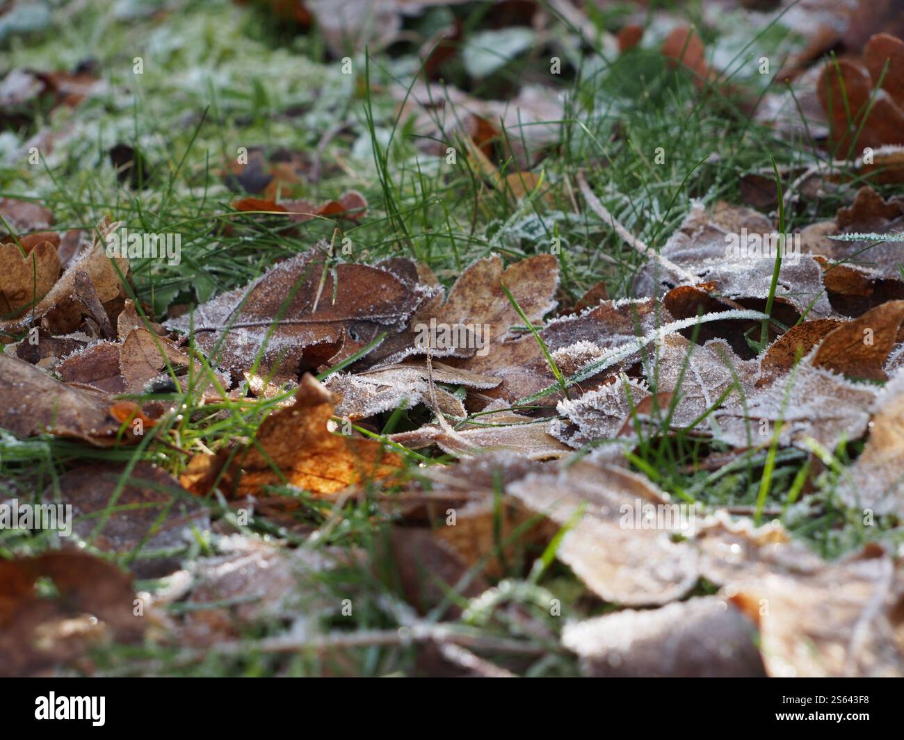 Gros plan de différentes feuilles givrées sur l'herbe par une journée ensoleillée de janvier à Bonn, Allemagne Banque D'Images