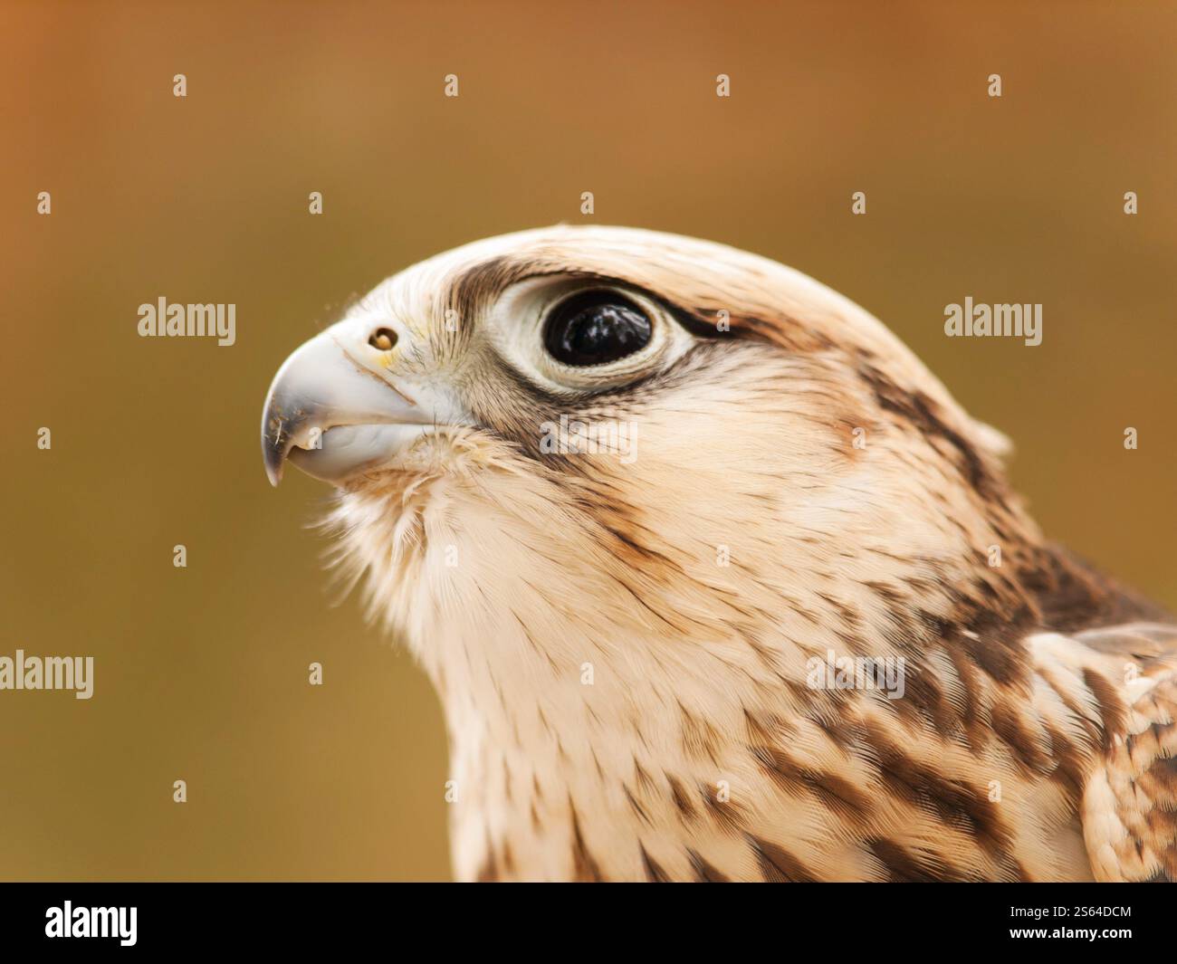 Tête de faucon sacre (Falco cherrug Banque D'Images