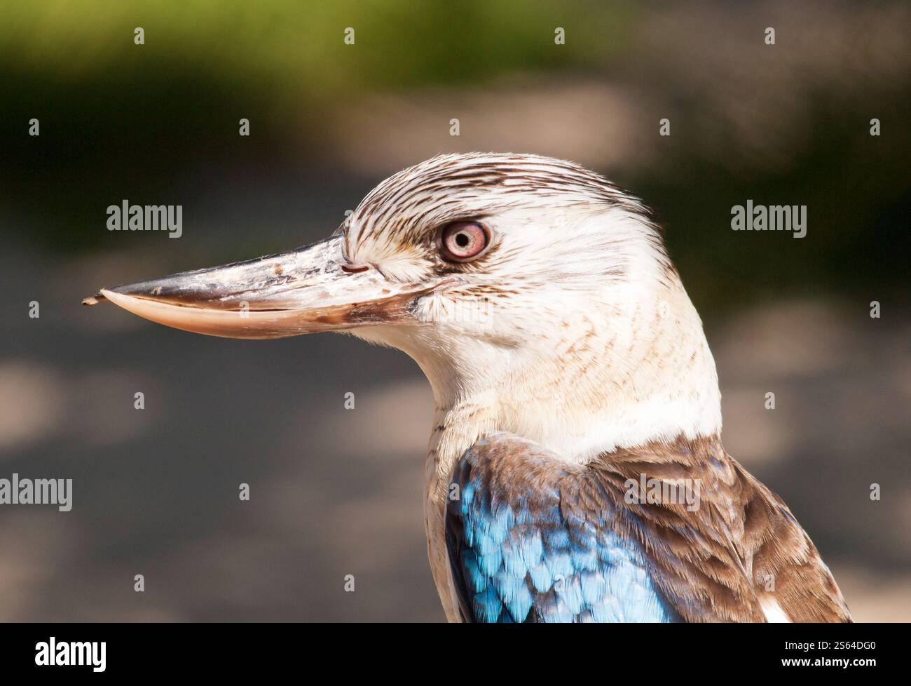 Portrait of Australian blue-winged kookaburra - Dacelo hedychrum Banque D'Images