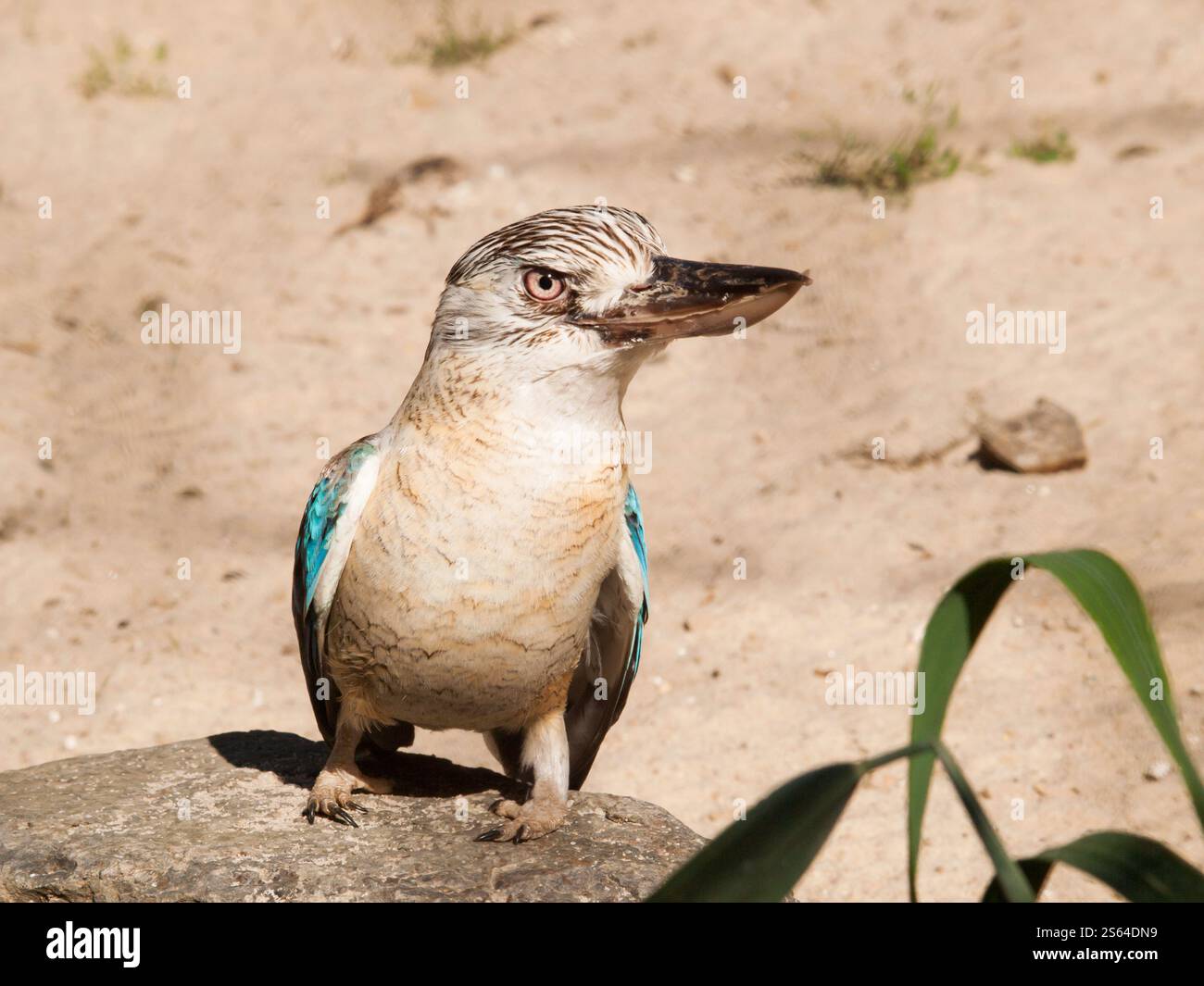 Portrait of Australian blue-winged kookaburra - Dacelo hedychrum Banque D'Images