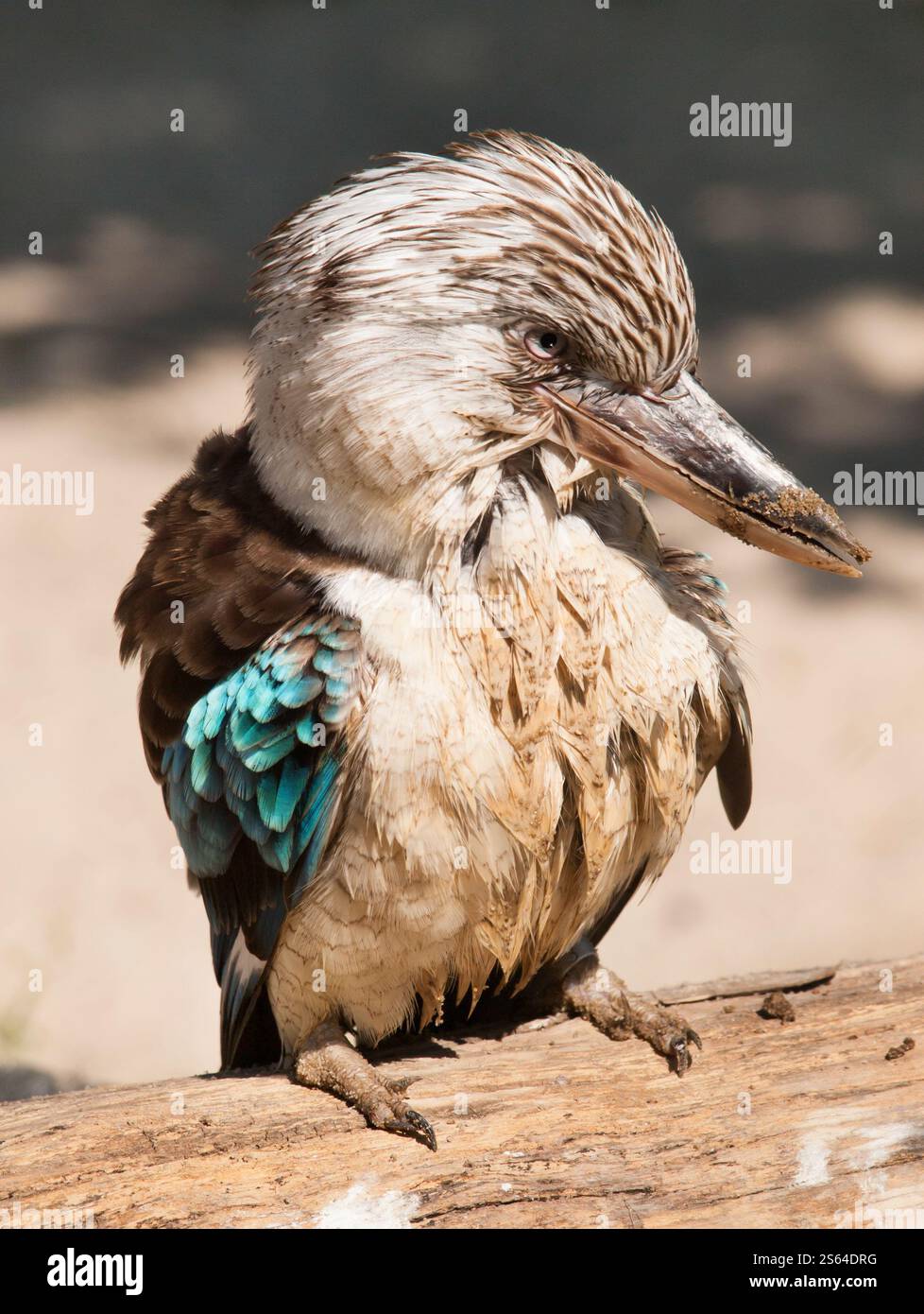Portrait of Australian blue-winged kookaburra - Dacelo hedychrum Banque D'Images