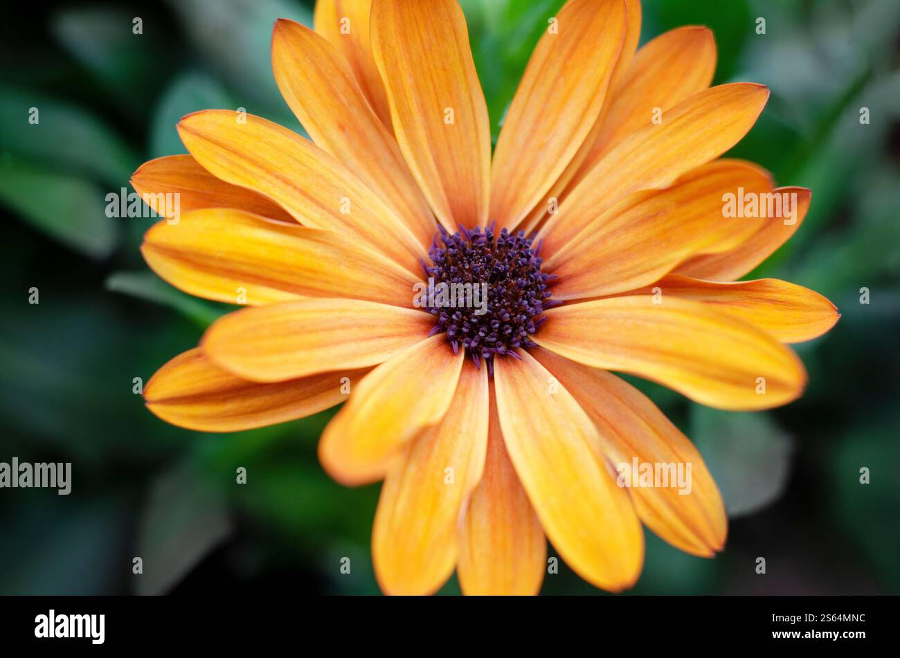 Osteospermum Dalina Orange - Cape Daisy Osteospermum (x) ecklonis Dalina® Orange, juin, Royaume-Uni. Banque D'Images