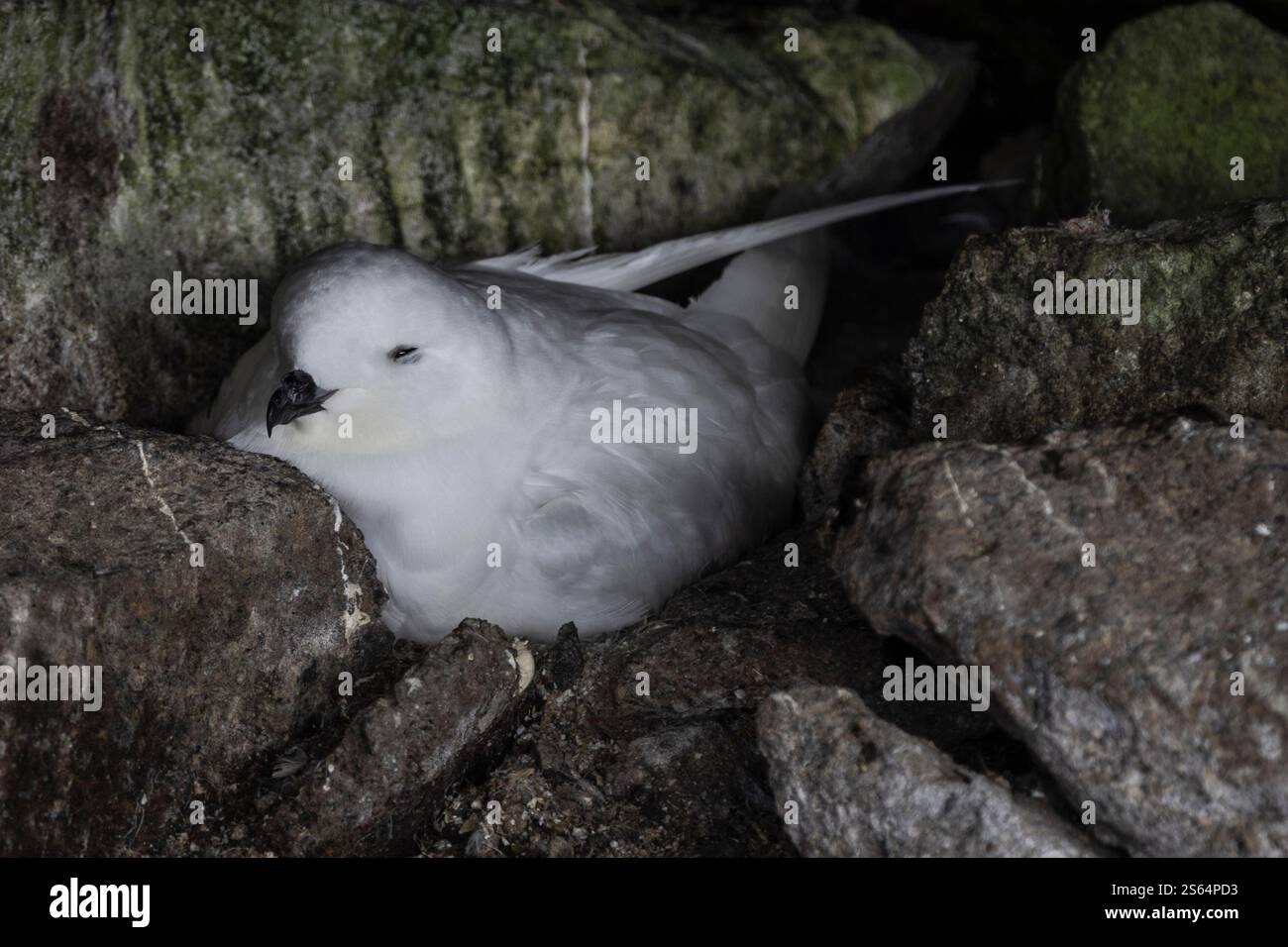Petit pétrel des neiges (Pagodroma nivea) sur nid, péninsule Antarctique Banque D'Images