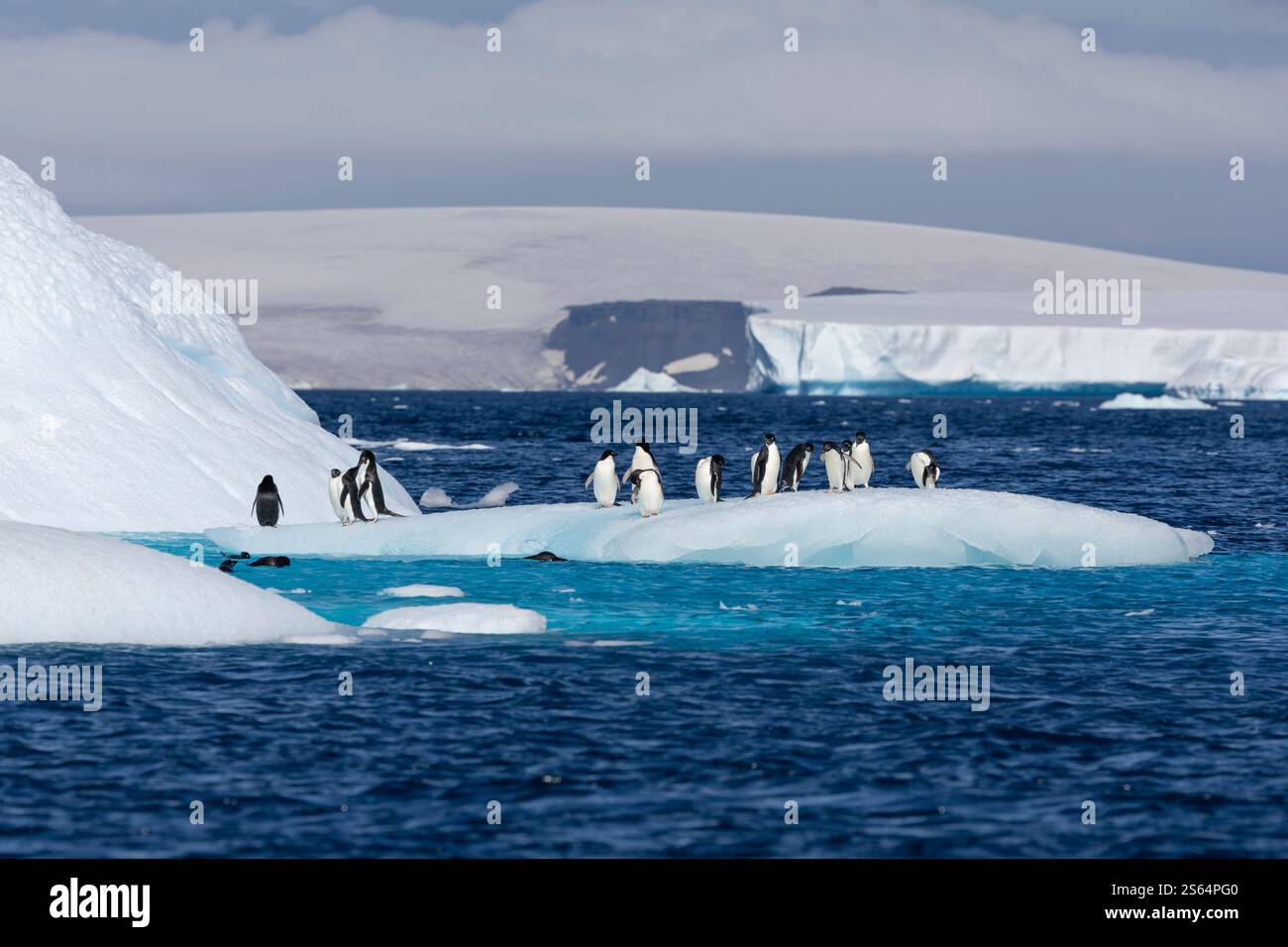 Adélie Penguins sur l'iceberg Banque D'Images