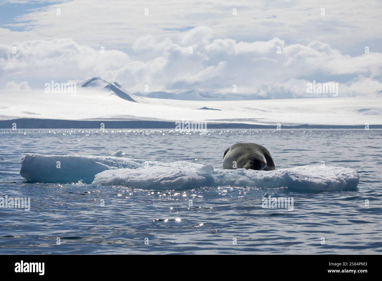 Léopard Seal endormi sur la banquise, Antarctique Banque D'Images