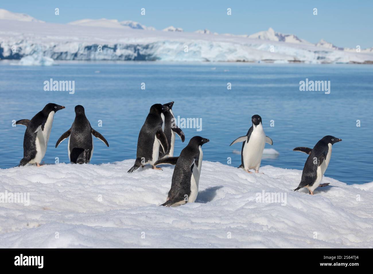 Groupe de manchots Adélie sur glace en Antarctique avec la mer et la côte enneigée derrière Banque D'Images