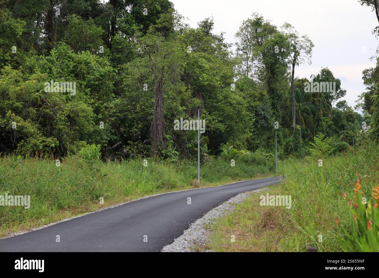 route pavée rurale s'éloigne à travers une forêt tropicale dense d'un côté et un feuillage tropical naturel de l'autre Banque D'Images