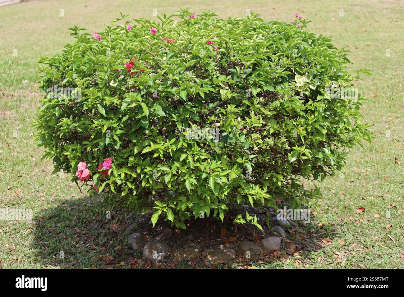 fleurs violettes roses dispersées sur un grand buisson avec des feuilles vert vif Banque D'Images