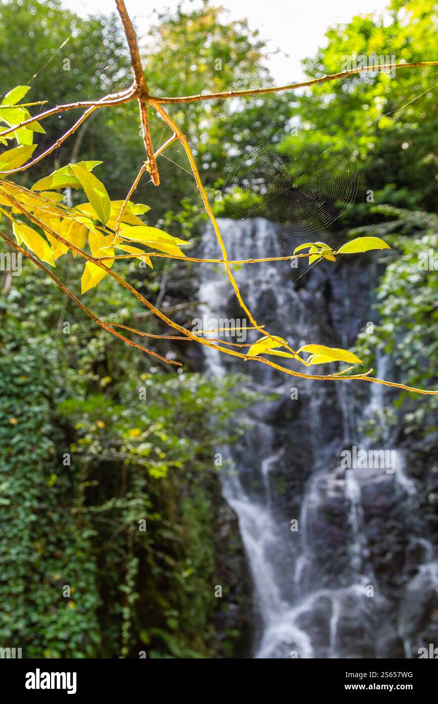 Voyage à la Géorgie - brindille d'arbre avec des feuilles jaunes éclairées par le soleil de près et la cascade Mirveti à Adjara le jour d'automne sur fond Banque D'Images