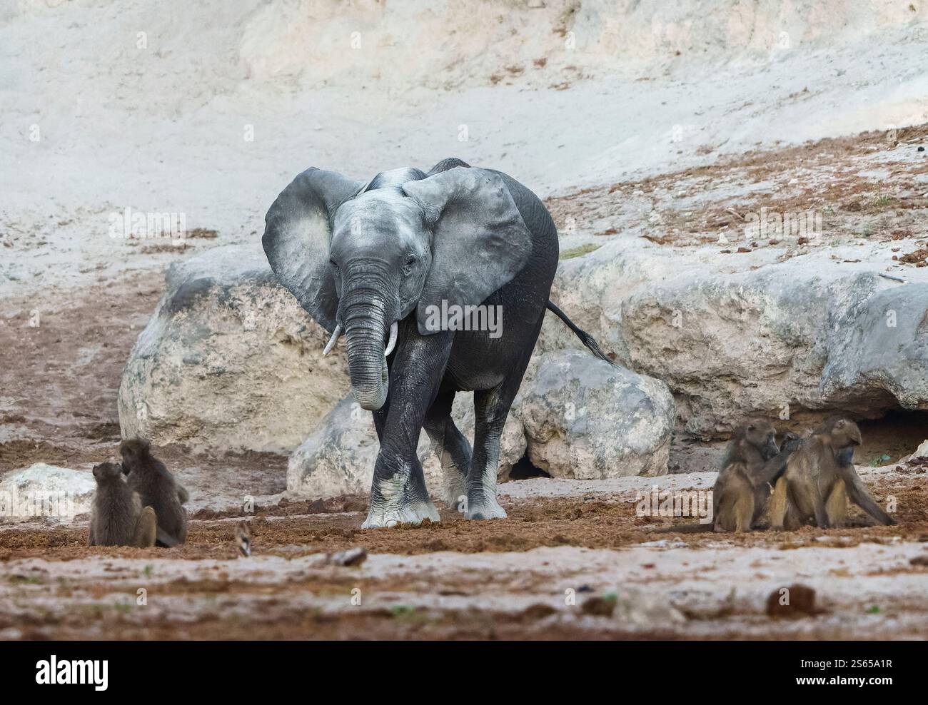 Jeune éléphant sur la rive de la rivière Chobe debout entre les babouins Chacma Banque D'Images