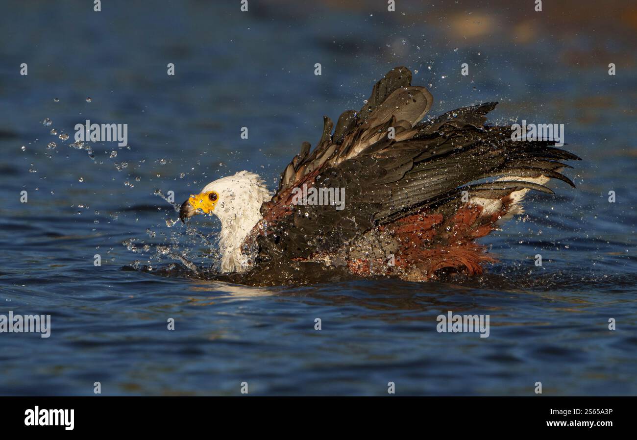 Aigle poisson africain baignant dans la rivière Chobe Banque D'Images