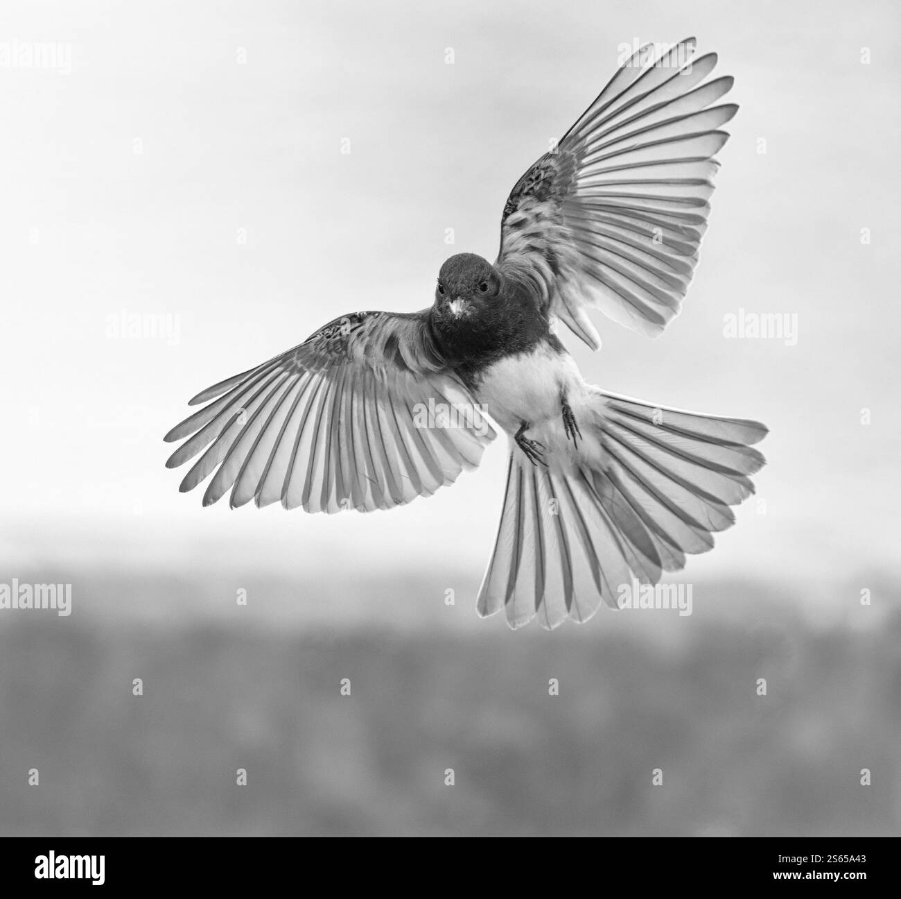 Phoebe noir en vol avec des ailes et des plumes de queue étendues large, noir et blanc, détail de plumes Banque D'Images