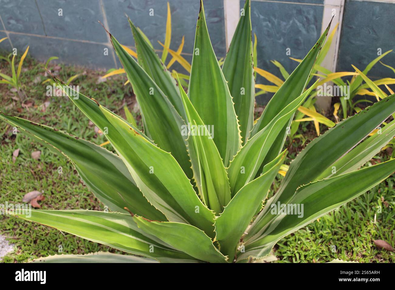 agave succulente de gros cactus au soleil contre un mur Banque D'Images