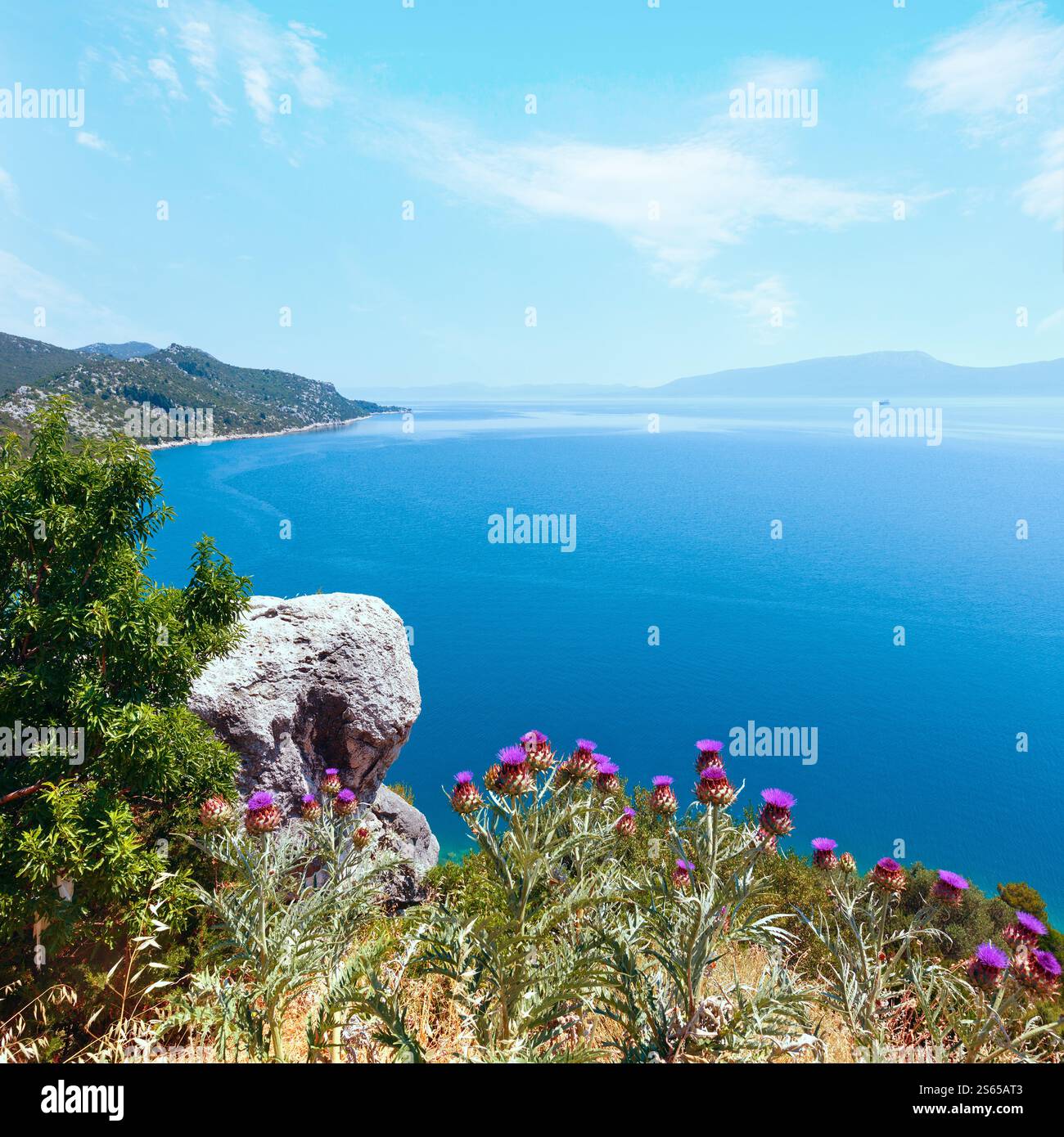 Côte de la mer adriatique d'été avec vue arbre, plante chardon et pierre devant (Croatie) Banque D'Images