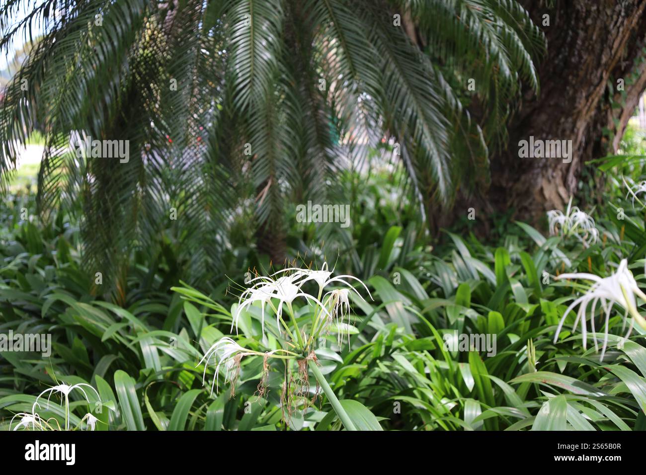 grappe de fleurs blanches au sommet des feuilles vertes brillantes contre des frondes de palmier vert foncé Banque D'Images